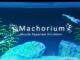 Machorium -Muscle Aquarium Simulator- Free Download 1 - gamesunlock.com